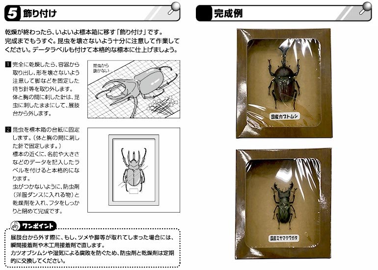 標本の作り方 ホームセンター通販 カインズ