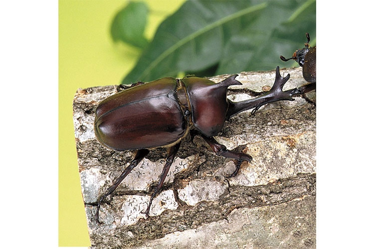 昆虫を育てる用品が カインズで揃う ホームセンター通販 カインズ