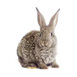 ペット用品（小動物・鳥・かめ・爬虫類）