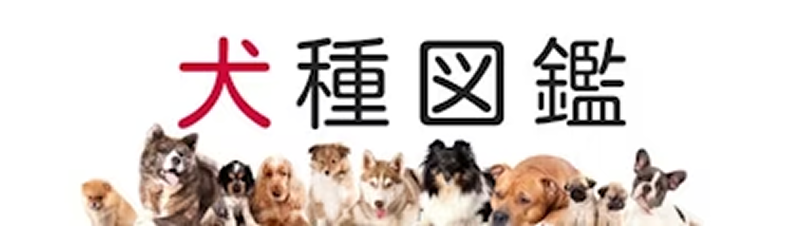 犬種図鑑